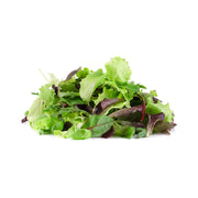 Lettuce Mesculin Italy 100g Pack