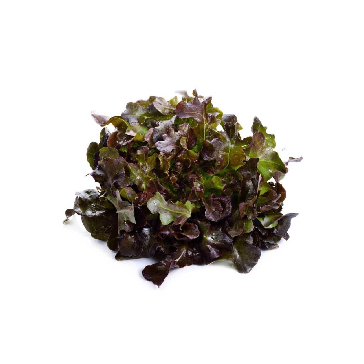Lettuce Oakleaf Red Netherlands 1 Piece