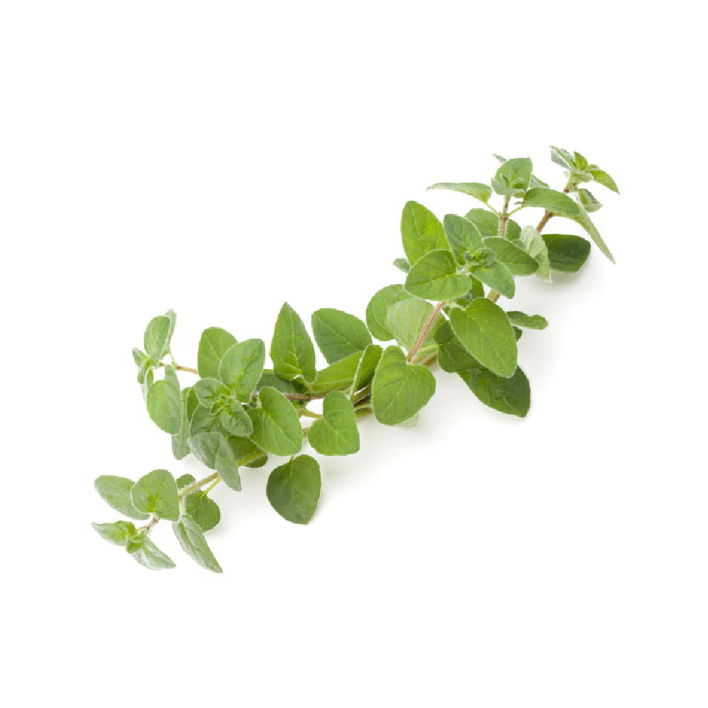 Marjoram  80g Pack