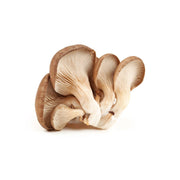 Mushroom Oyster Netherlands 500g