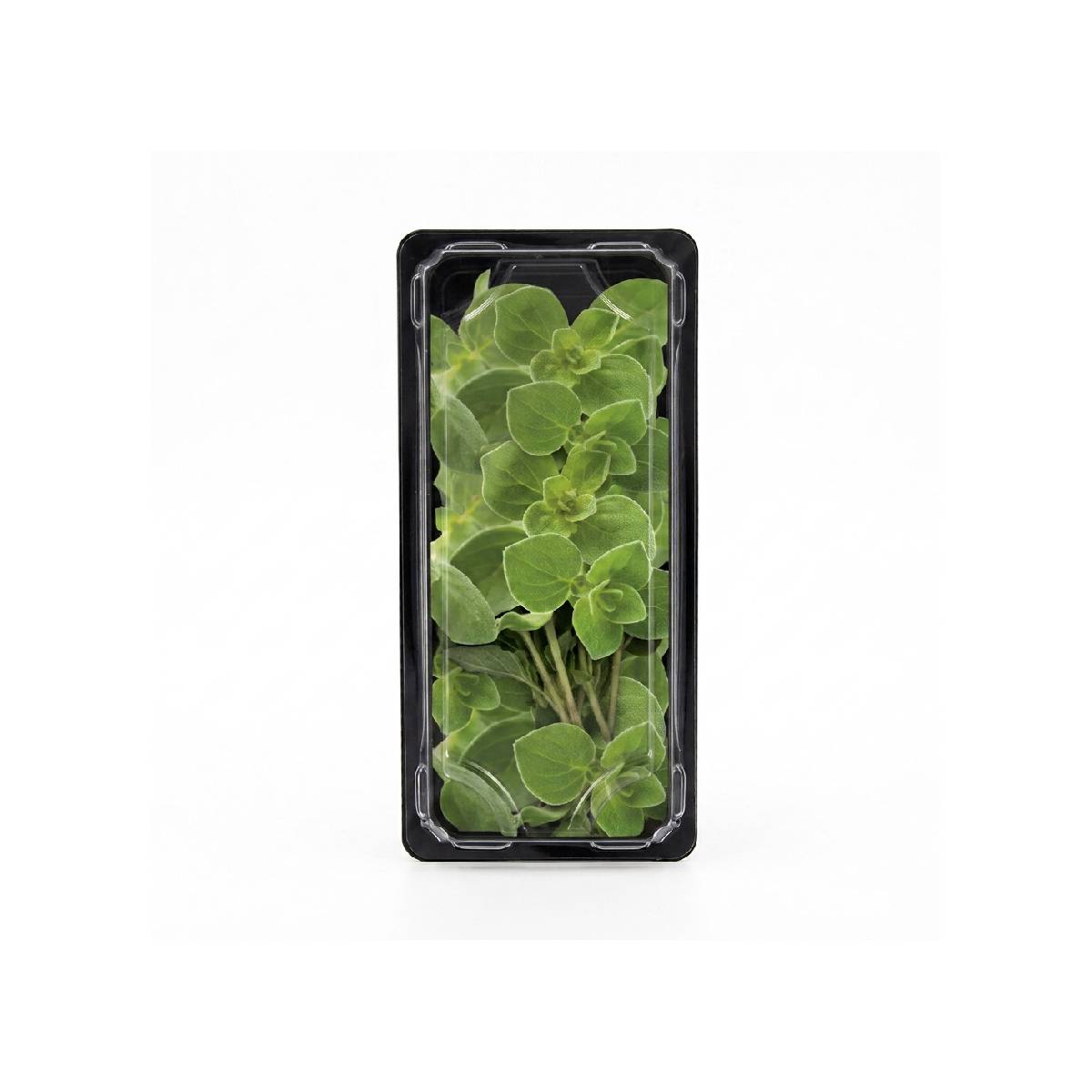 Oregano Kenya 50g Pack