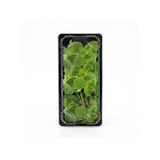 Oregano Kenya 50g Pack