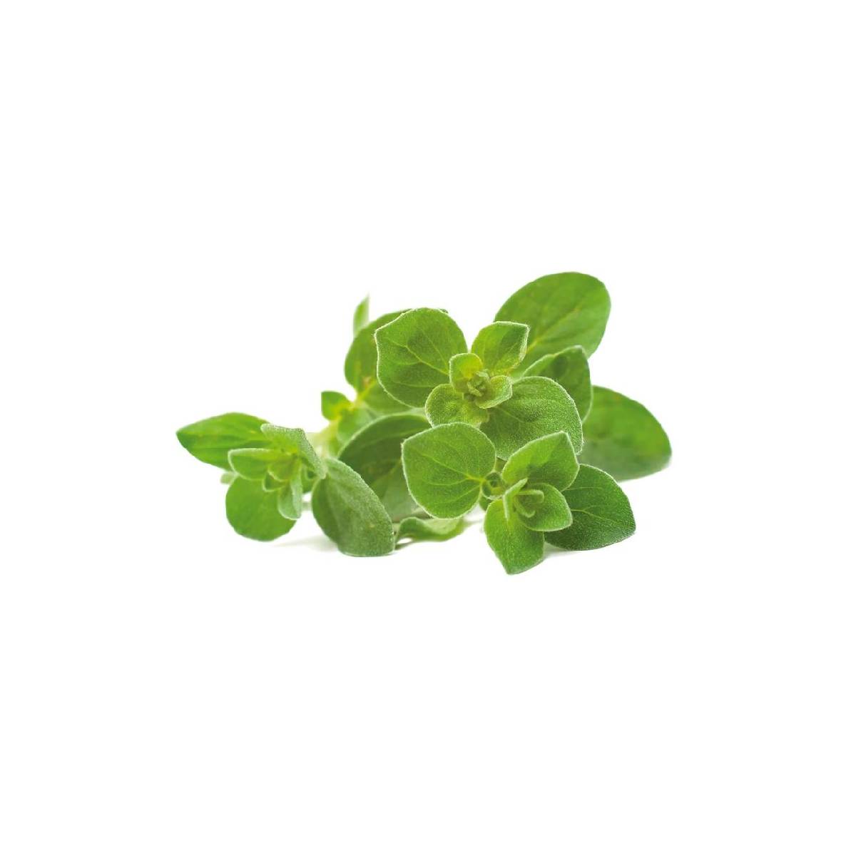 Oregano Kenya 50g Pack