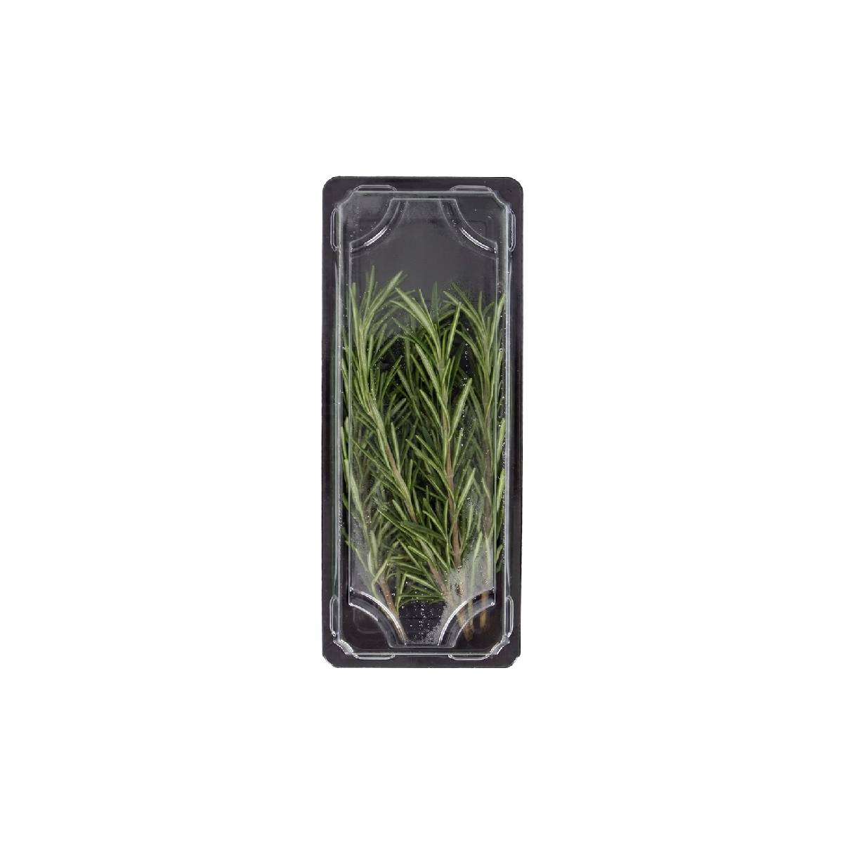 Rosemary Kenya 50g Pack