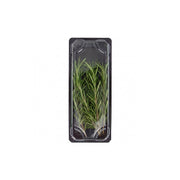 Rosemary Kenya 50g Pack