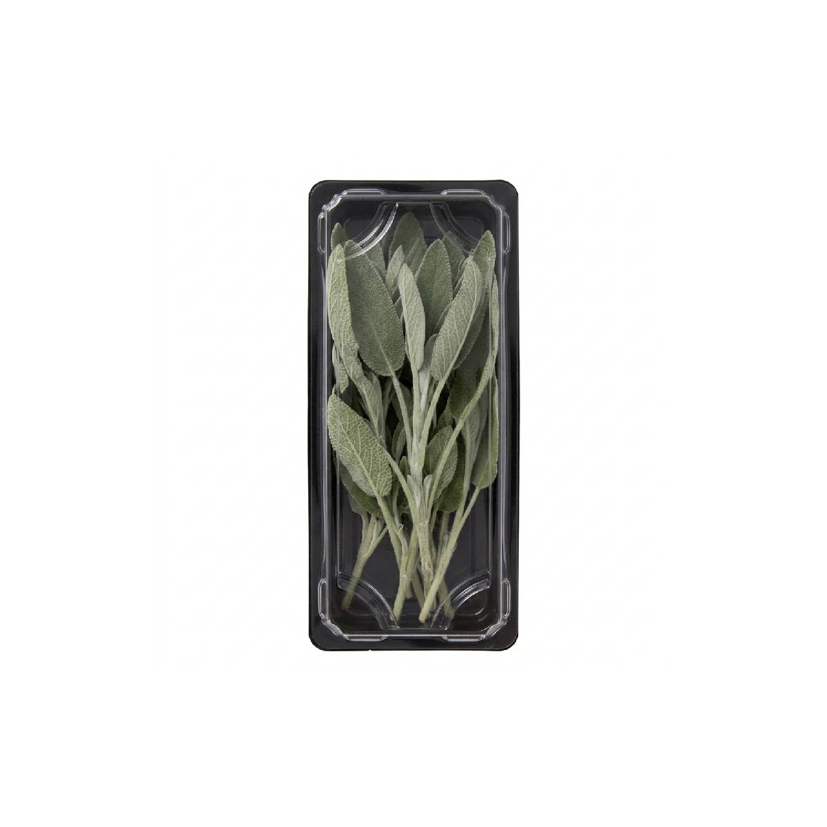 Sage Kenya 50g Pack