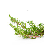 Thyme Kenya 50g Pack
