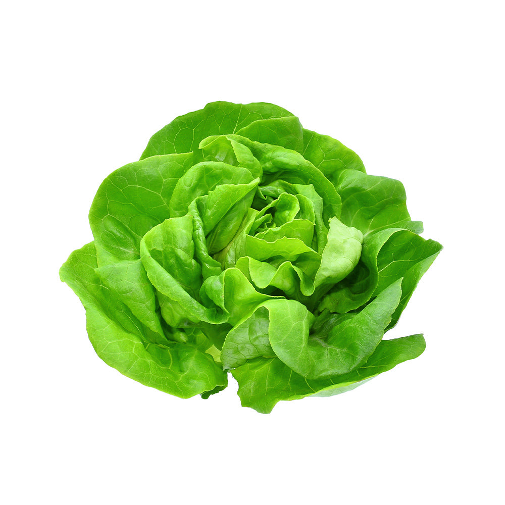 Lettuce Boston Netherlands 1 Piece