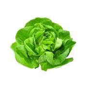 Lettuce Boston Netherlands 1 Piece