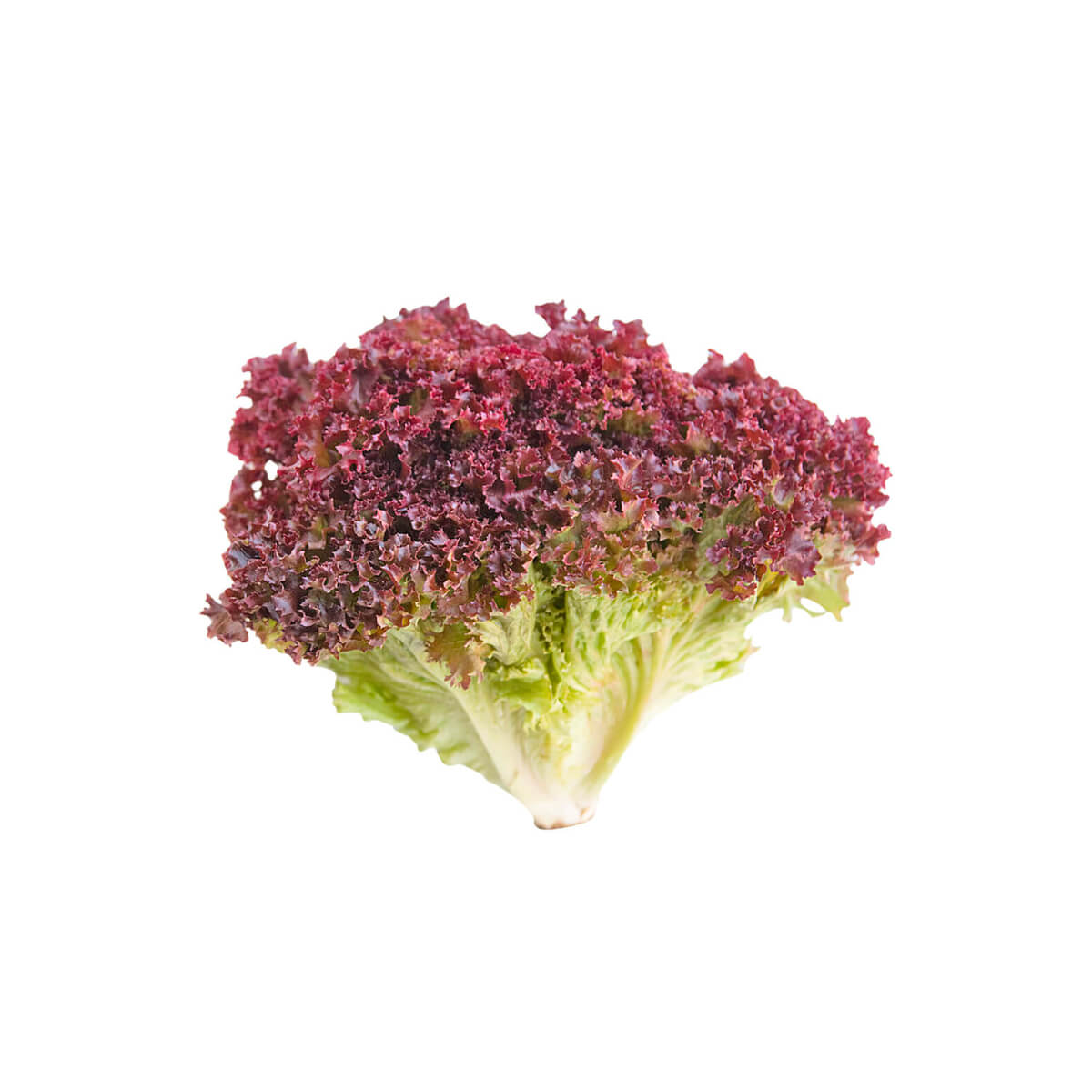 Lettuce Lollo Rosso Uae 125g Pack