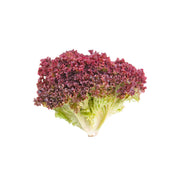 Lettuce Lollo Rosso Uae 125g Pack