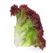 Lettuce Lollo Rosso Uae 125g Pack