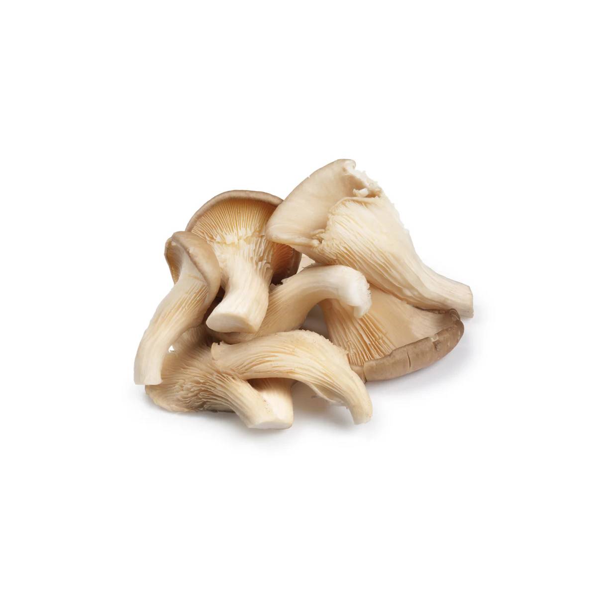 Mushroom Oyster UAE 500g