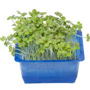 Mustard Cress Netherlands 100g Pack