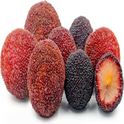 Wax Berry China 1250g Box