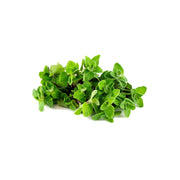 Mint Premium Uae 1 Bunch