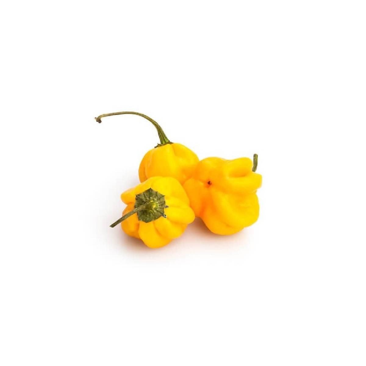 Yellow Habanero Netherlands 100g Pack