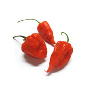 Habanero Pepper Red Netherlands 100g Pack