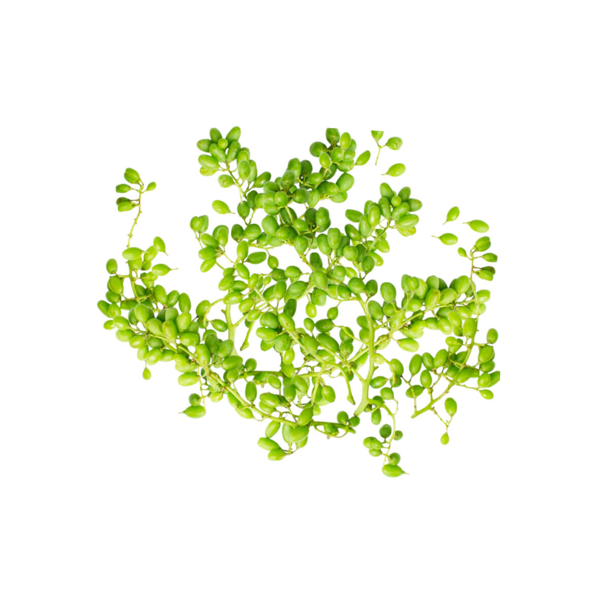 Sour Grapes ghooreh Iran 600g-800g Pack