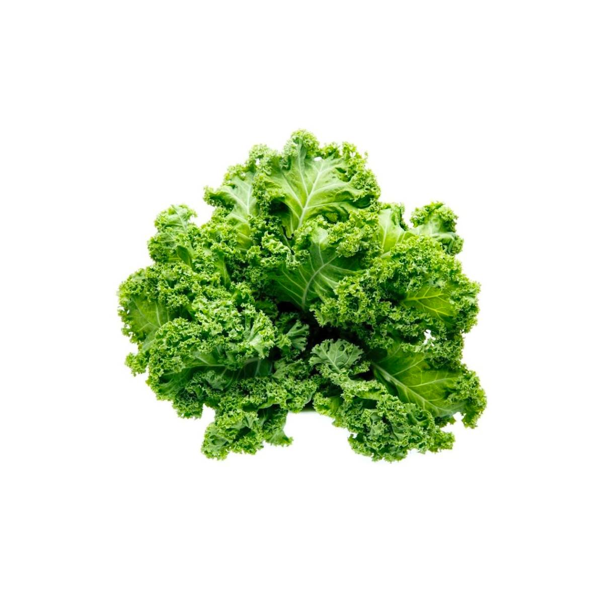 Kale Netherlands 500g