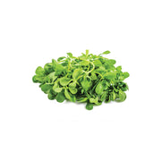 Purslane Uae 1 Bunch