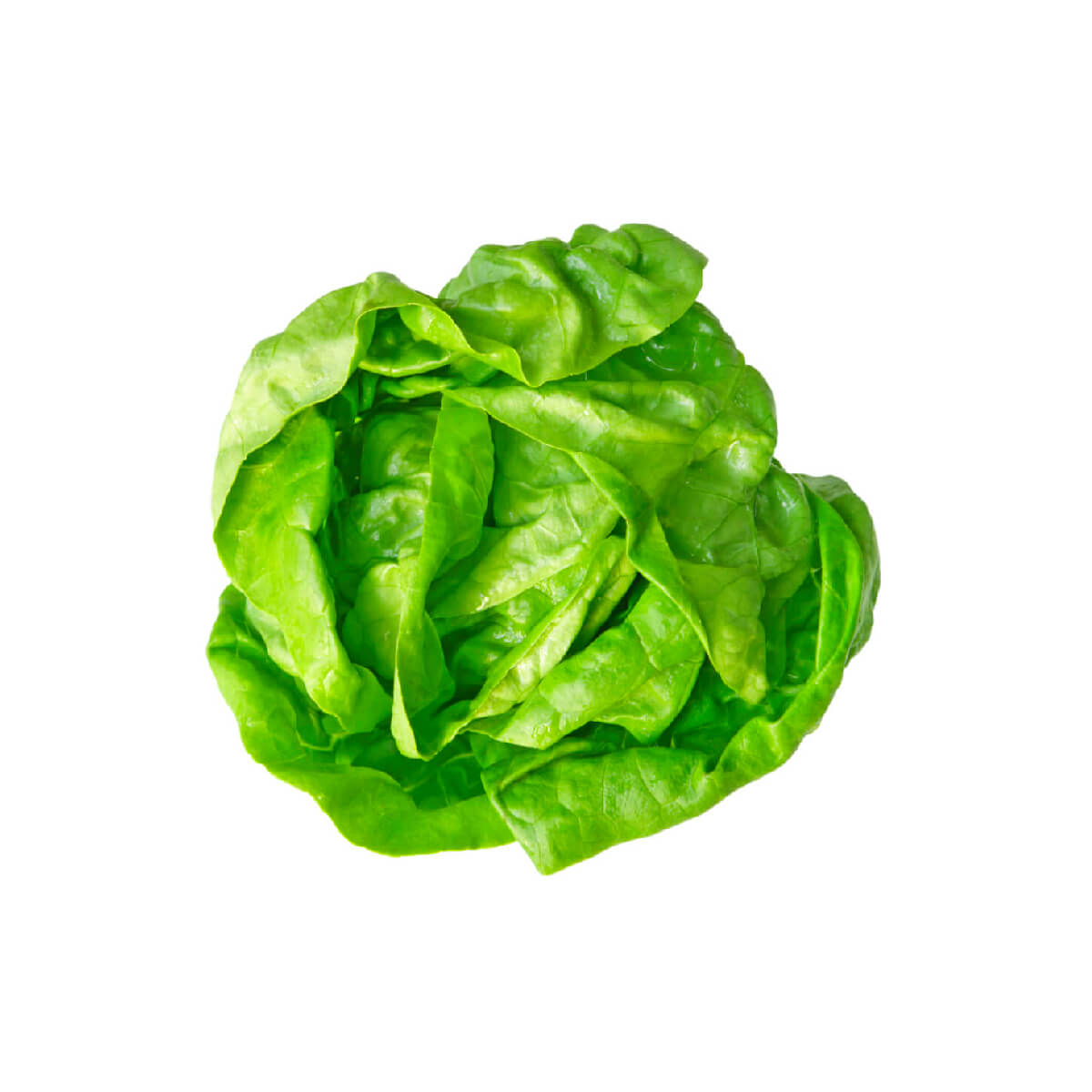 Lettuce Boston Uae 100g Pack