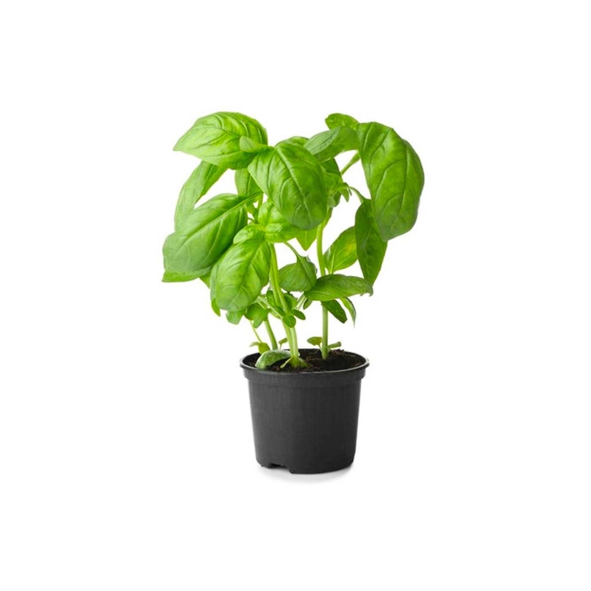 Basil Pot Uae 150g Pot