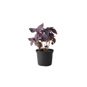 Basil Red Pot Uae 150g Pot