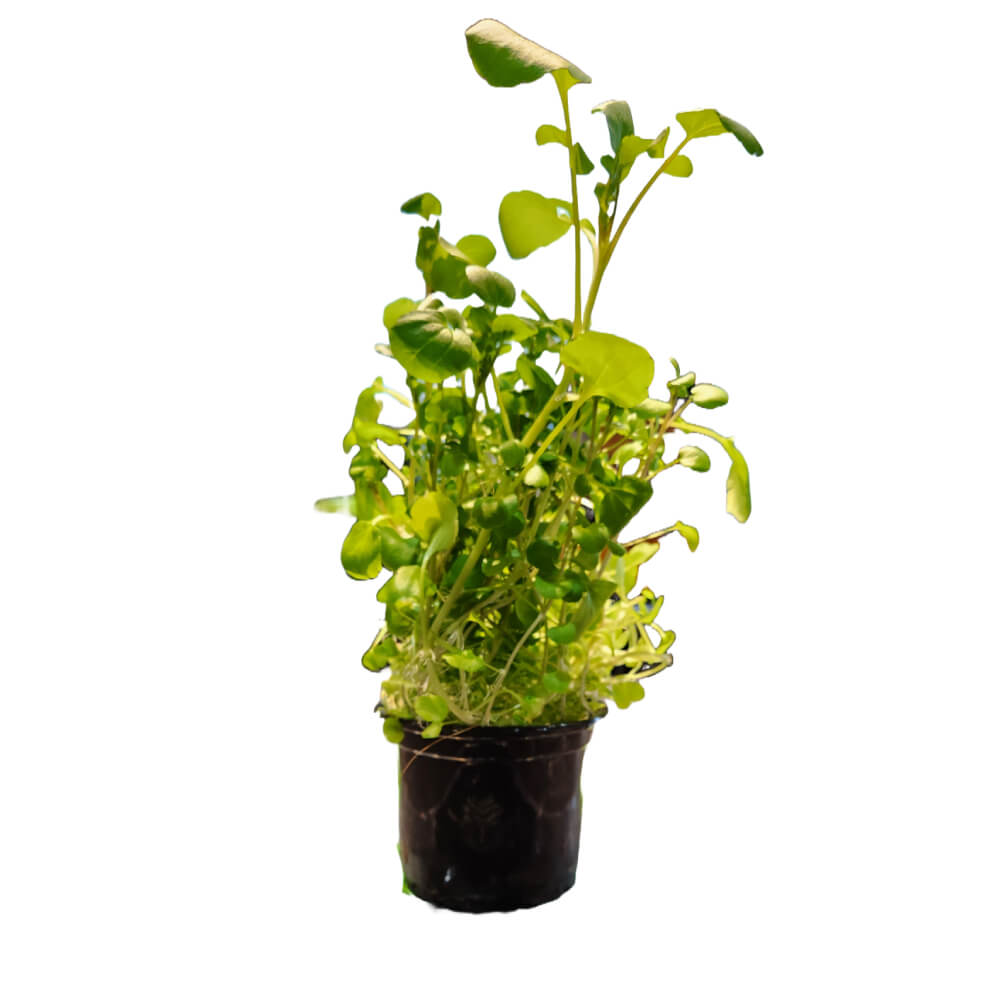 Watercress Leaves Pot Uae 1 Piece