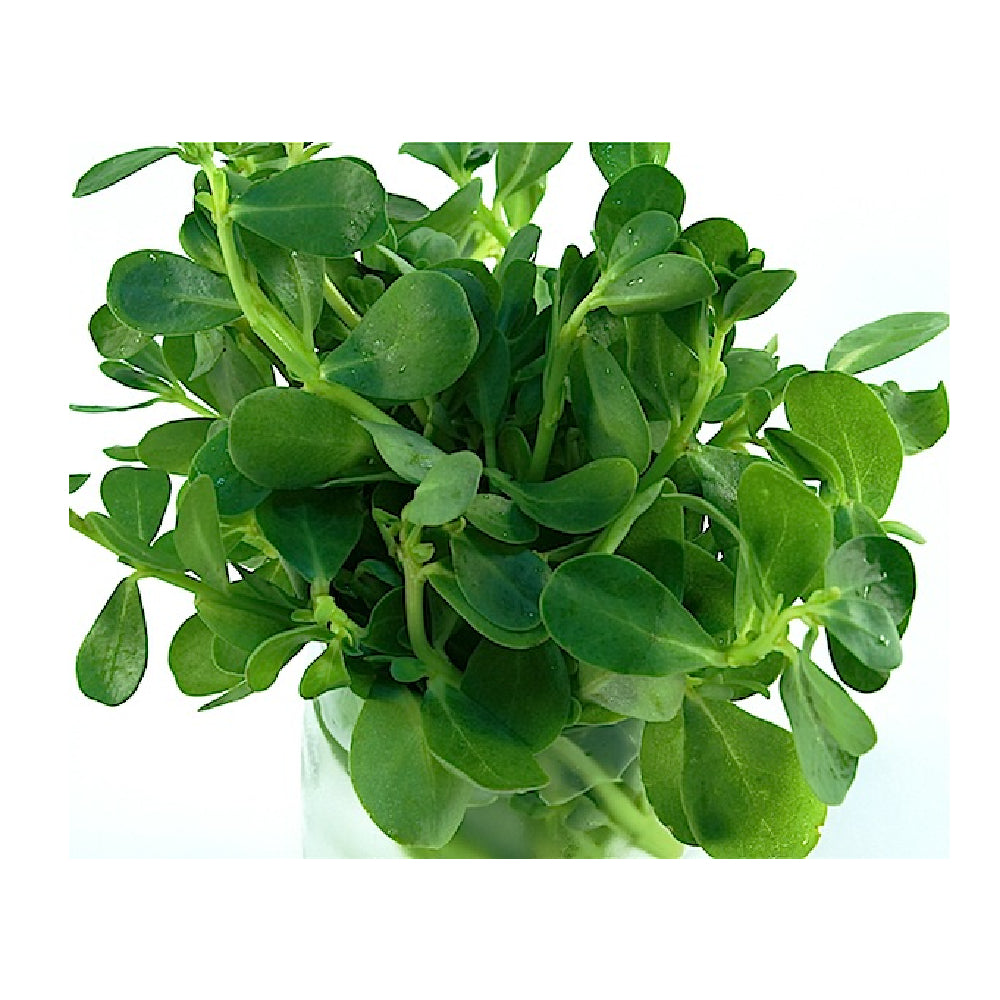 Watercress Leaves Pot Uae 1 Piece