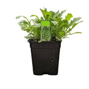 Rucola Leaves Pot Uae 1 Piece