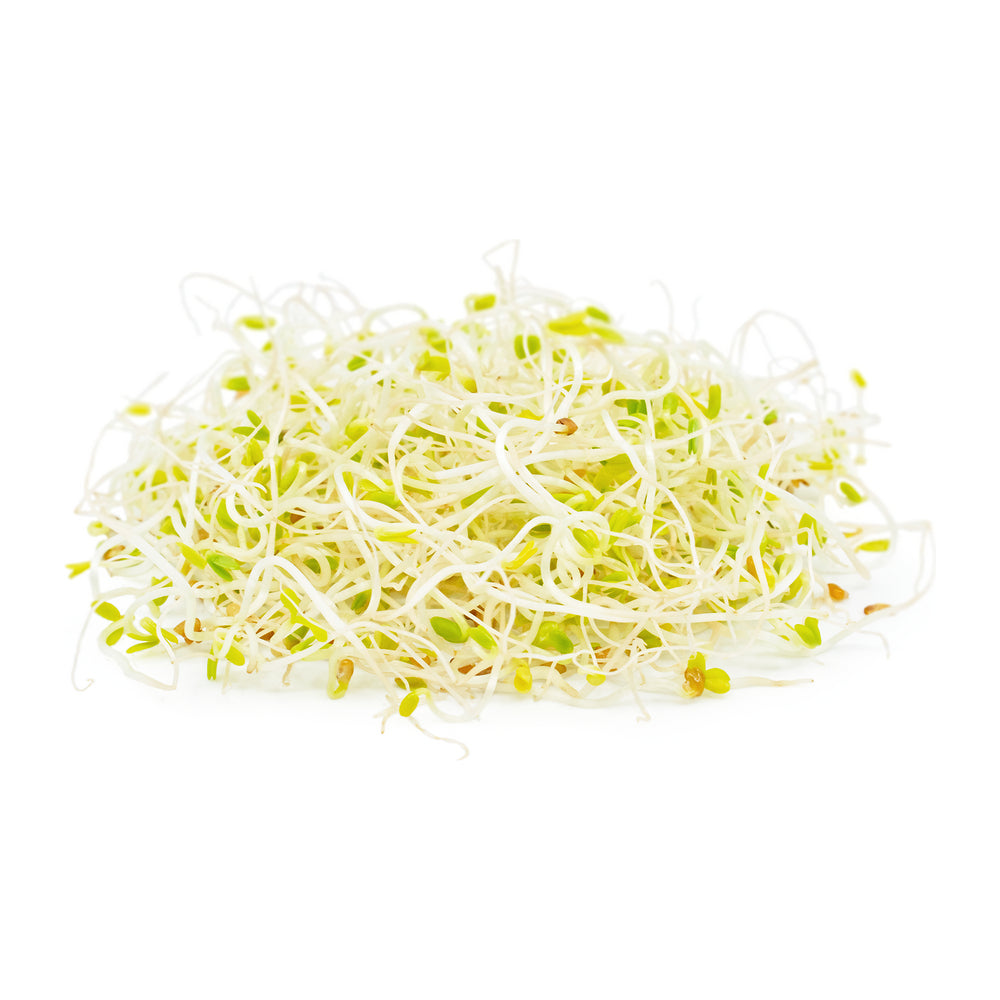 Alfalfa Sprouts Netherlands 100g Pack