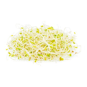 Alfalfa Sprouts Netherlands 100g Pack