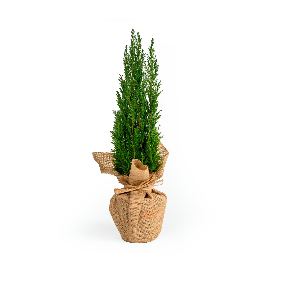 Chamaecyparis Laws Ellwoodii