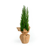 Chamaecyparis Laws Ellwoodii