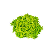 Lettuce Lollo Biondo Lebanon 500g