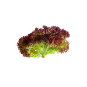Lettuce Lollo Rosso Lebanon 500g