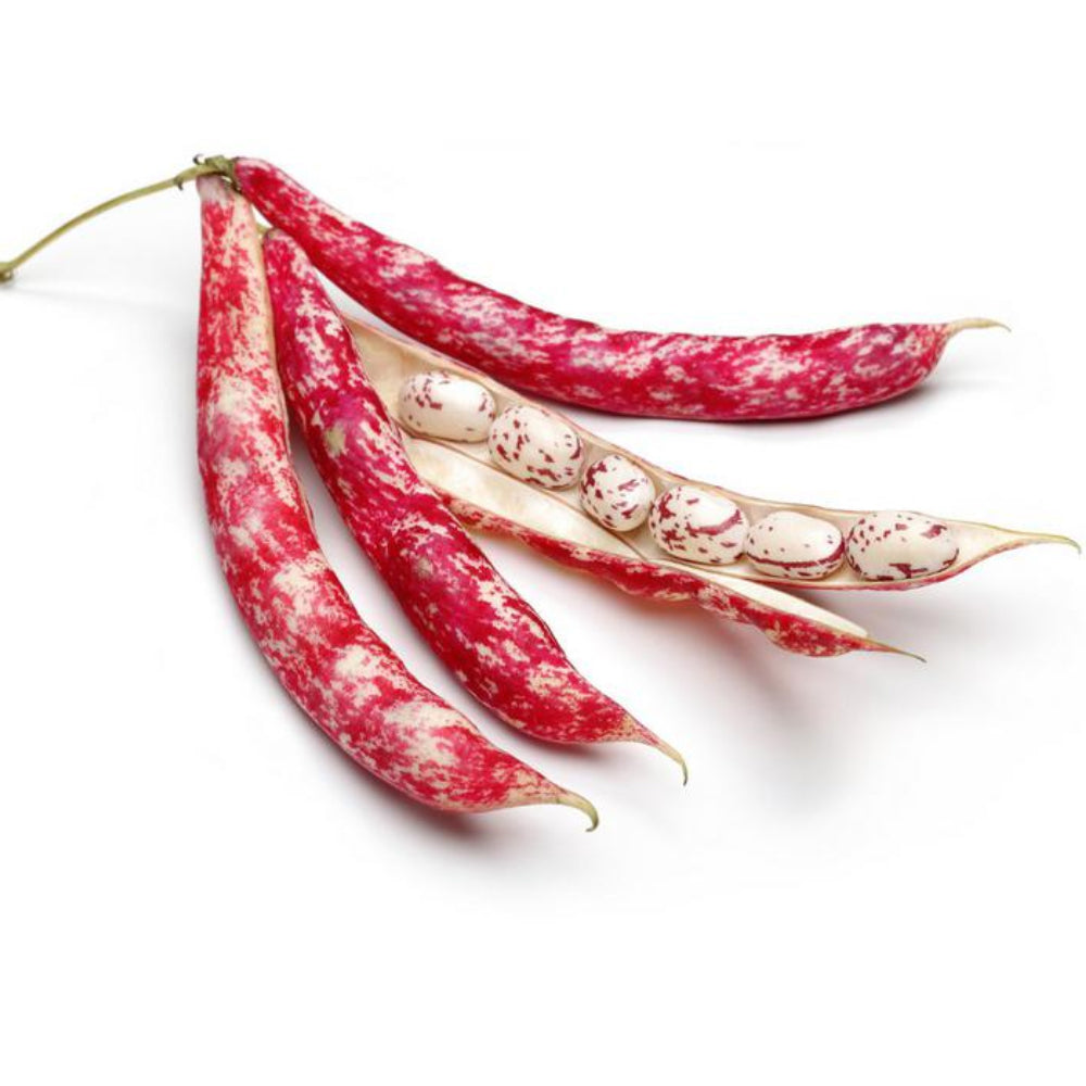 Beans Red Lebanon 1 Kg
