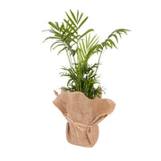 Bamboo Palm (Small)