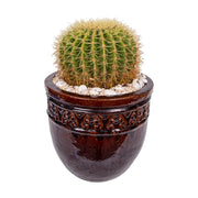 Cactus Round (Big with Vase)