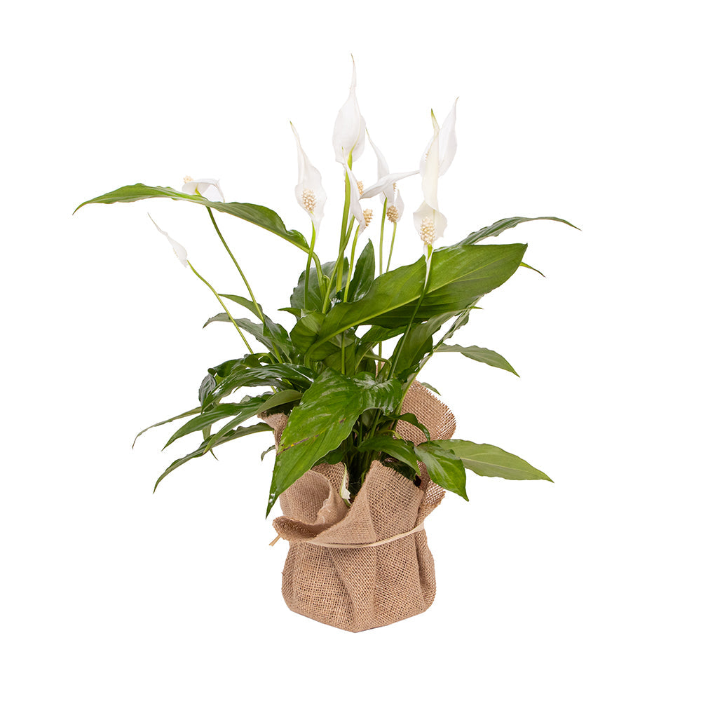 Peace Lily (Small)