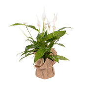 Peace Lily (Small)
