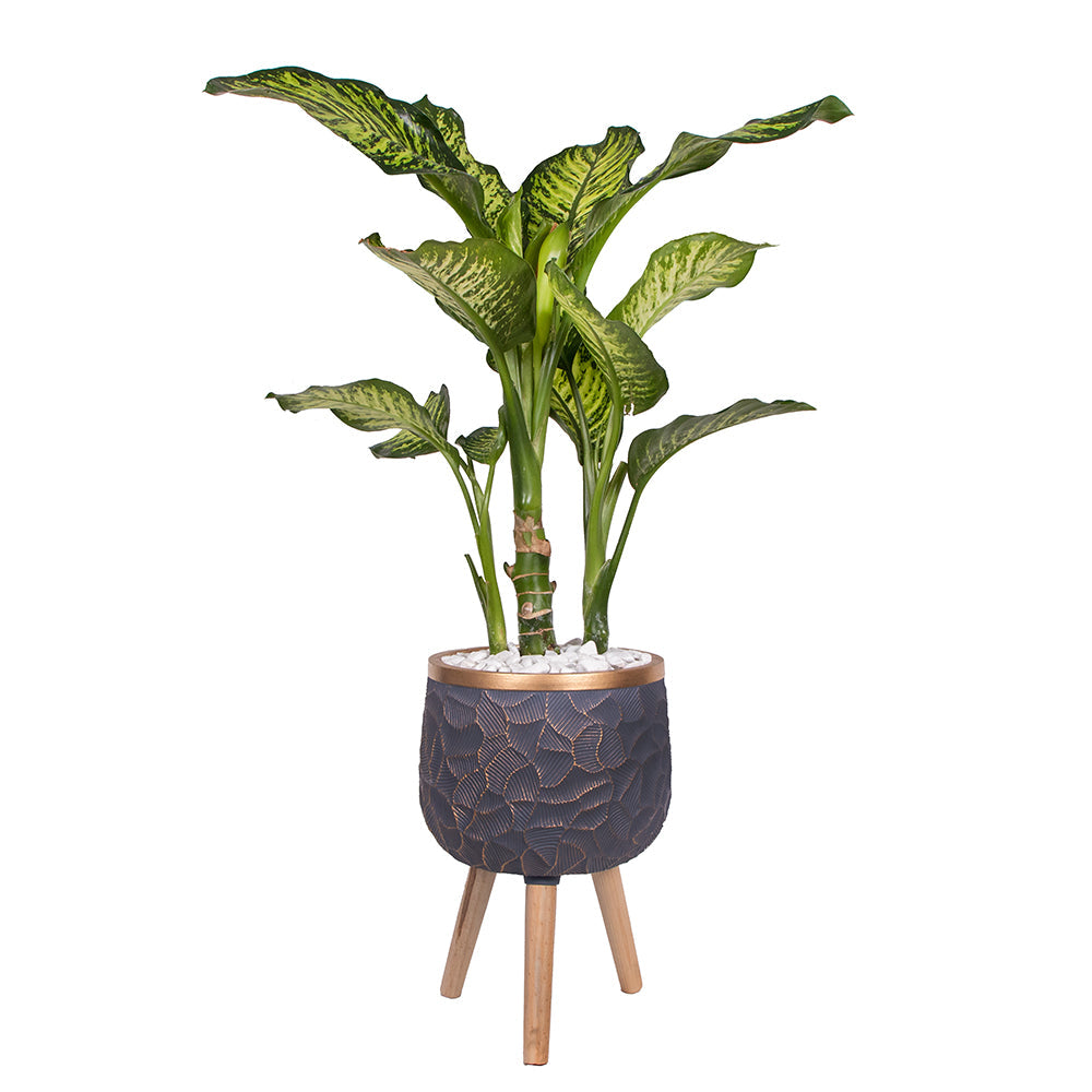 Dieffenbachia Seguine