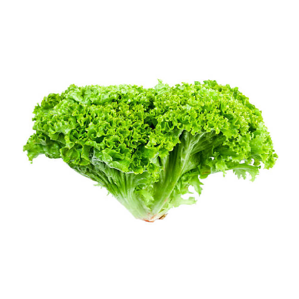 UNS Farm Unsberg Lettuce Uae 500g