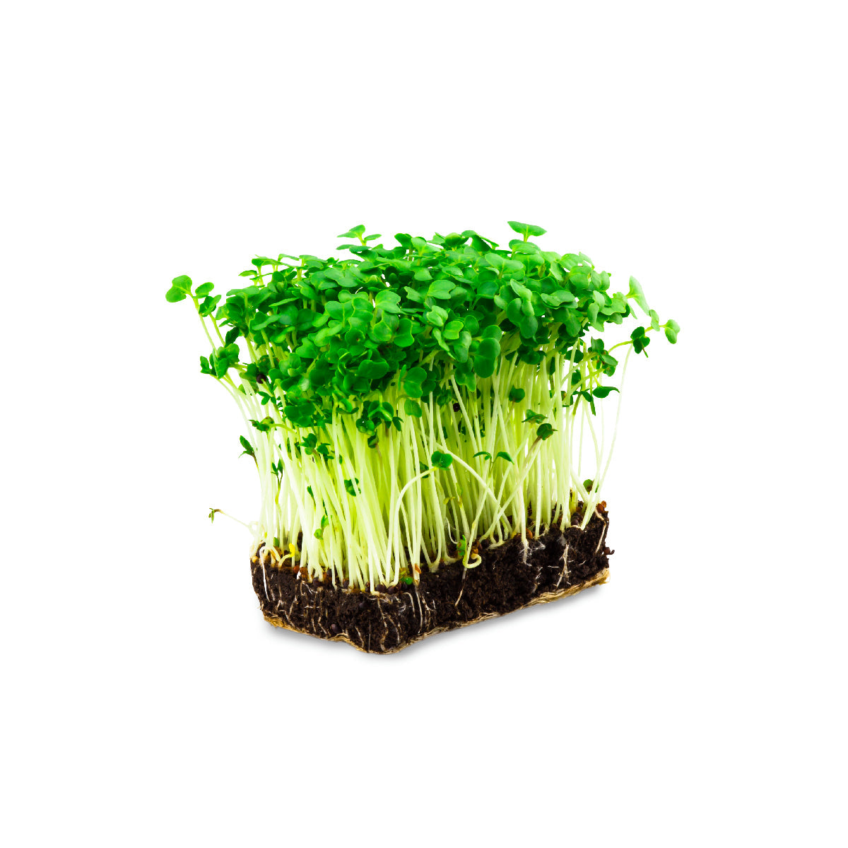 Sakura Cress Microgreen  Mix Uae 1 Piece