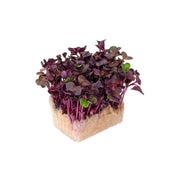Sakura Cress Microgreen  Mix Uae 1 Piece