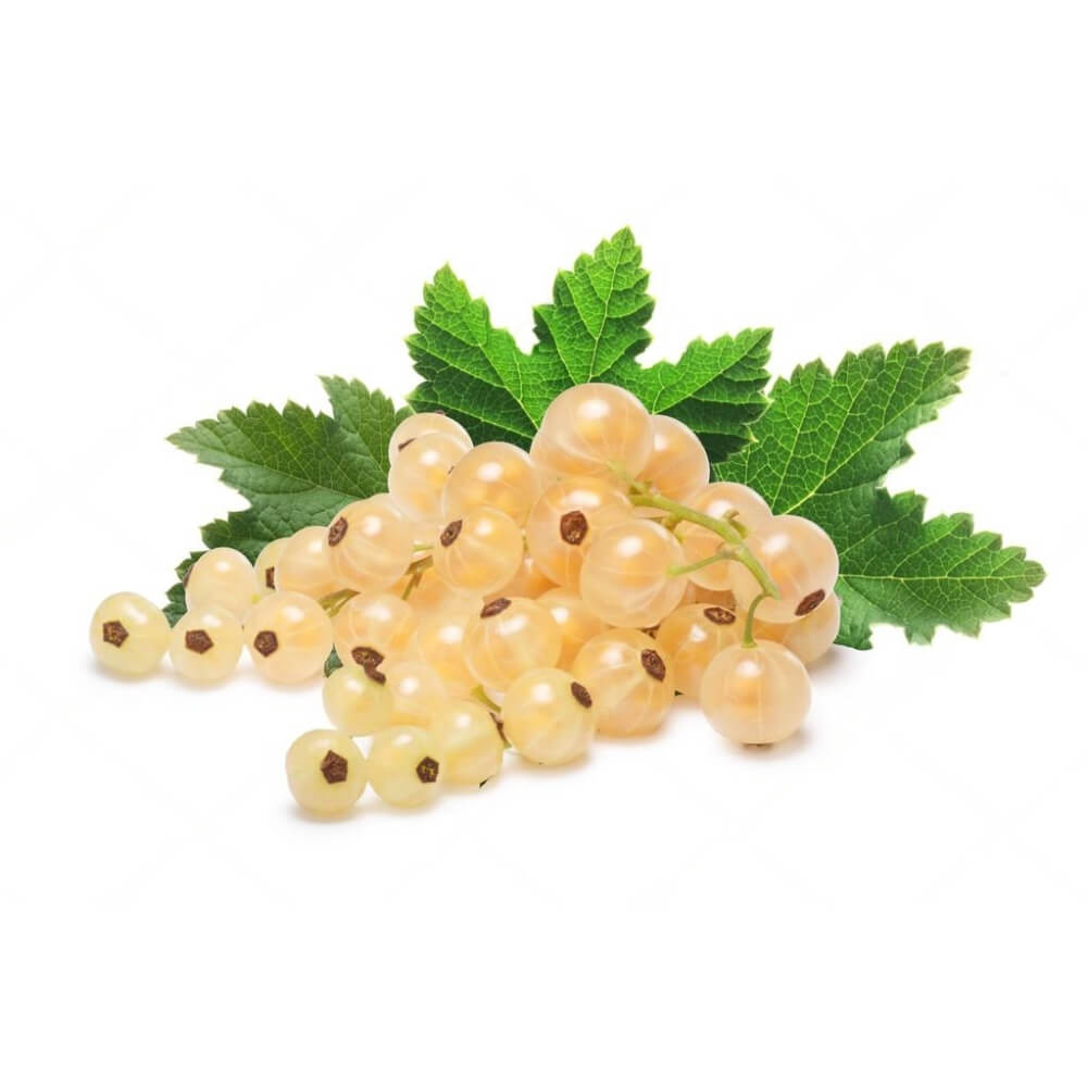 White Currant Holland 125g Pack