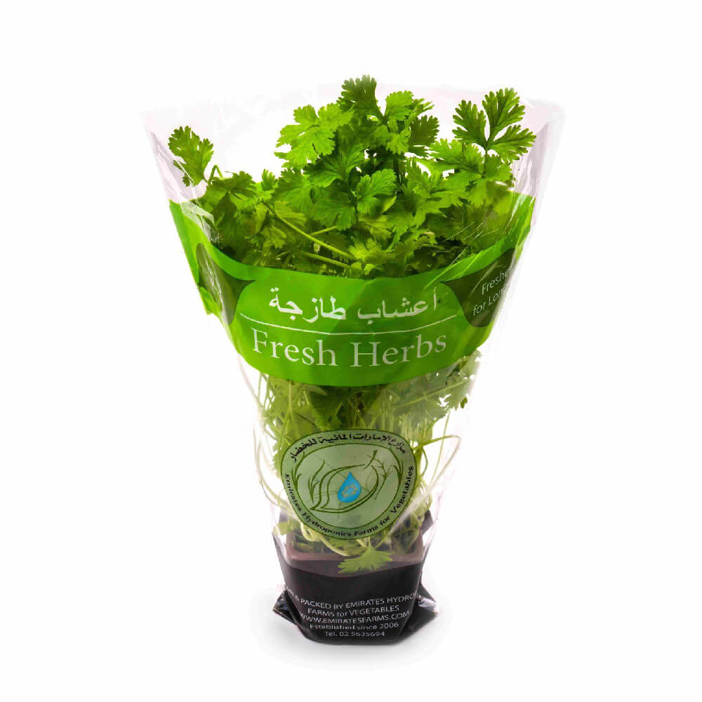 Coriander Leaves Pot Uae 1 Piece
