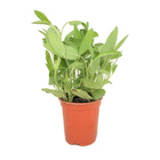 Sage Pot Uae 1 Piece