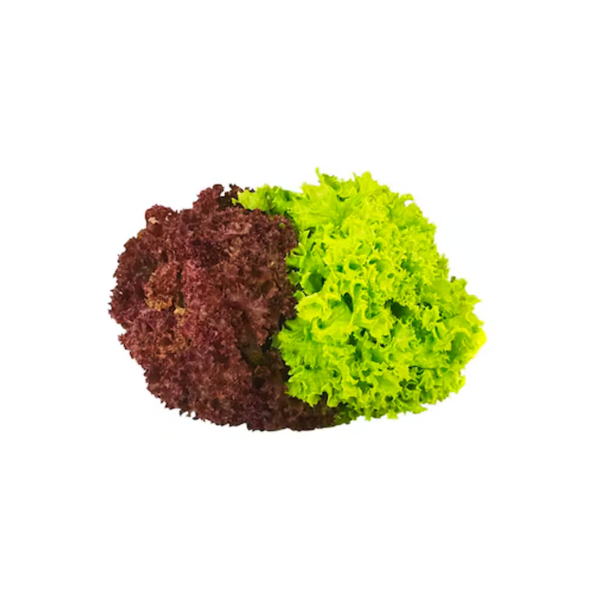 Lettuce Lollo Mix Uae 100g Pack